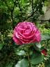 Shocking Blue ® rose photo