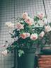 Cels Multiflora rose photo