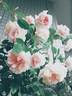 Cels Multiflora rose photo