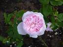 Frau Karl Druschki X Cristata rose photo