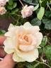 GHF1 rose photo