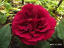 Eugène Fürst rose photo