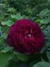 Rook rose photo