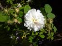 Quatre saisons blanche rose photo