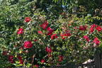 Eddie's Juwel rose photo