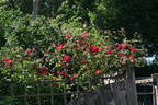 Eddie's Juwel rose photo