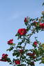 Eddie's Juwel rose photo