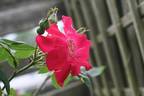 Eddie's Juwel rose photo