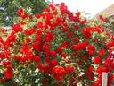 Grimpant La Sevillana rose photo