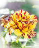 Alakazam rose photo