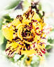 Alakazam rose photo