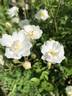 Gourmet Popcorn rose photo