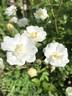 Gourmet Popcorn rose photo