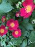 Candy Oh! Vivid Red rose photo