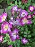 Oso Happy Smoothie rose photo