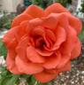 Lasting Peace rose photo
