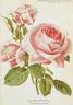 Lady Mary Fitzwilliam rose photo