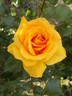 Simply the Best rose photo