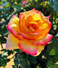Farah rose photo