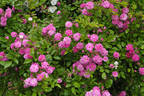 Ruže Olivetská rose photo