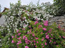 Ruže Olivetská rose photo