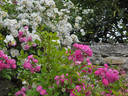 Ruže Olivetská rose photo