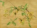 <i>C. graveolens</i> Lindl. clematis photo