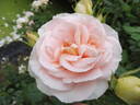 Matthias Claudius rose photo