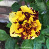 Alakazam rose photo
