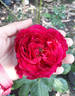 La Rose des 4 Vents rose photo
