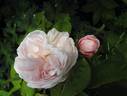 Alfred de Dalmas rose photo