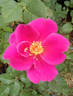 Gentle Annie rose photo