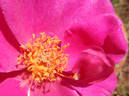 Gentle Annie rose photo