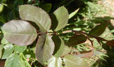Gentle Annie rose photo