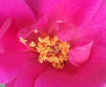 Gentle Annie rose photo