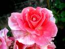 Allée Abricot ® rose photo