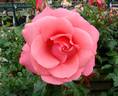 Showtime rose photo
