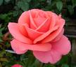 Showtime rose photo