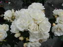 Fragrant Wave ™ rose photo