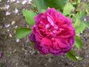 Baron de Gossard rose photo