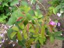 Baron de Gossard rose photo