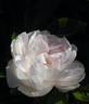 Alfred de Dalmas rose photo