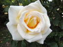 Ambassador rose photo