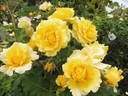 Gold Bunny, Cl. rose photo
