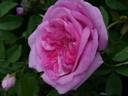 Ipsilanti rose photo
