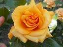 Simply the Best rose photo