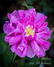 Marbrée rose photo