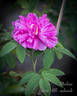 Marbrée rose photo
