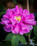 Marbrée rose photo