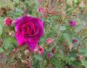Blue Boy rose photo
